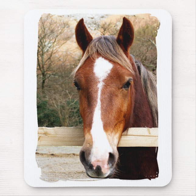 HORSES MUSMATTA (Framsidan)