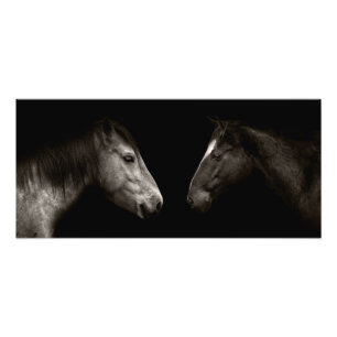 Horses porträtt fototryck