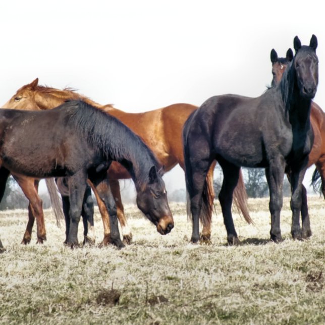 HORSES PUSSEL (Skapare uppladdad)