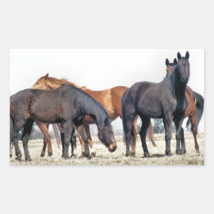 HORSES REKTANGULÄRT KLISTERMÄRKE