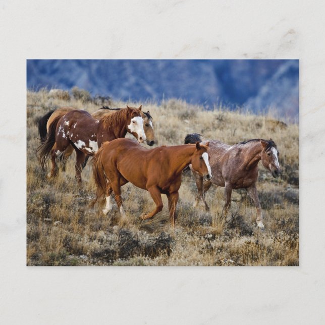 Horses Roaming Backe Vykort (Framsida)