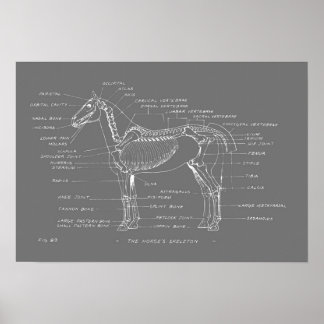 HORSE'S SKELETON 19 x 13 Skriv ut Poster