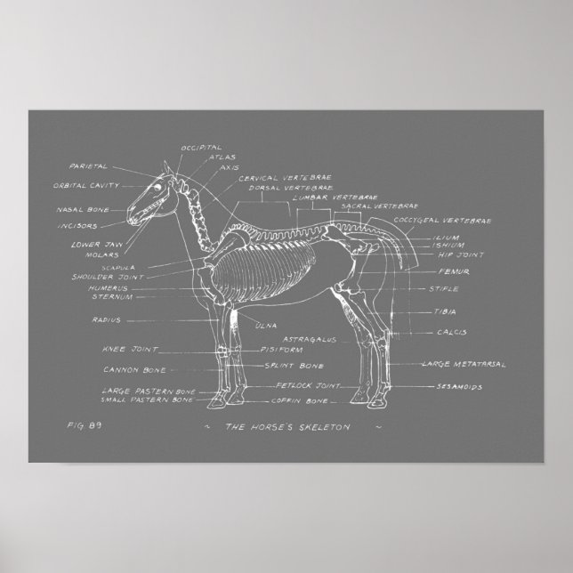 HORSE'S SKELETON 19 x 13 Skriv ut Poster (Framsidan)