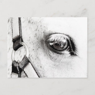 Horses Soul Vykort