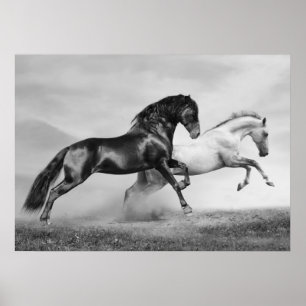 Horses Springa Poster