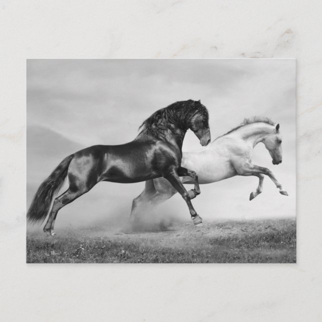 Horses Springa Vykort (Framsida)