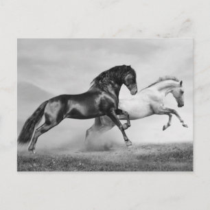Horses Springa Vykort