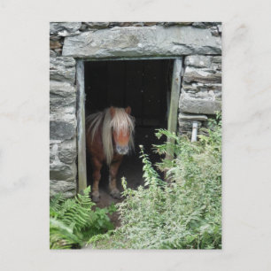 HORSES VYKORT