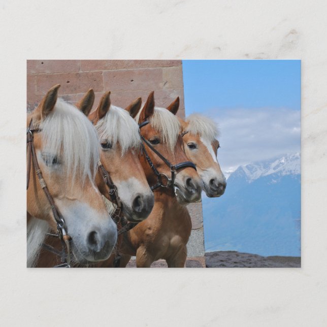 HORSES VYKORT (Framsida)
