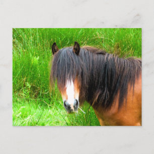 HORSES VYKORT