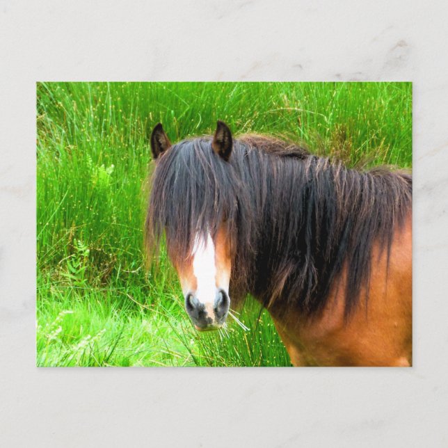 HORSES VYKORT (Framsida)