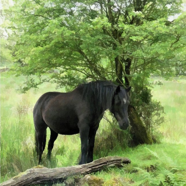 HORSES VYKORT (A beautiful black mare resting in the shade of the tree.)