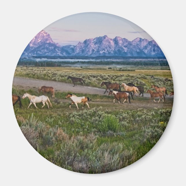 Horses Walk Magnet (Framsidan)