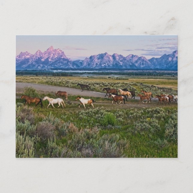 Horses Walk Vykort (Framsida)