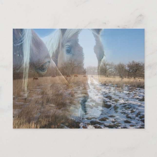Horses Winter Hälsning Vykort (Framsida)