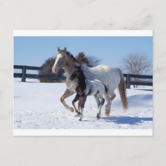 Horses Winter Snö Sports Land Farm Kärlek Vykort