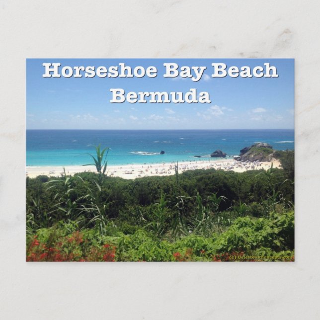Horseshoe Bay Beach, Bermuda Vykort (Framsida)
