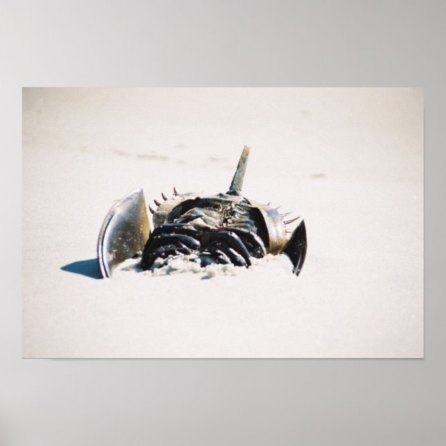 Horseshoe carb poster (Framsidan)