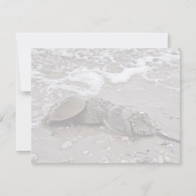 Horseshoe Crab (Framsida)