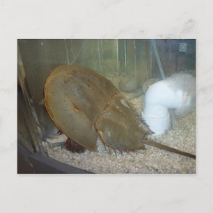Horseshoe Crab, #1 Vykort