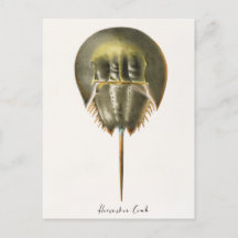Horseshoe Crab, Arthropod, James Ellsworth De Kay