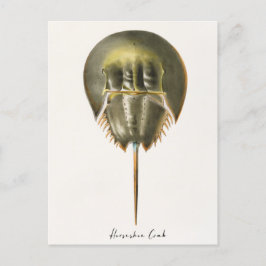 Horseshoe Crab, Arthropod, James Ellsworth De Kay Vykort