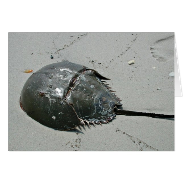 Horseshoe Crab Hälsningskort (Framsidan Horizontal)