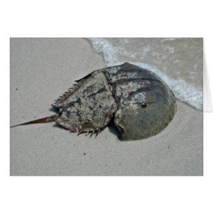 Horseshoe Crab - hane Hälsningskort