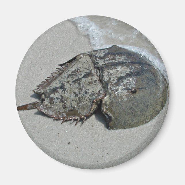 Horseshoe Crab - hane Magnet (Framsidan)