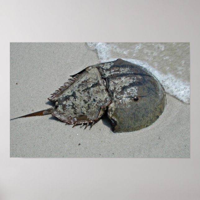 Horseshoe Crab - hane Poster (Framsidan)