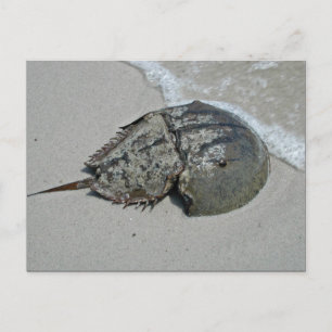 Horseshoe Crab - hane Vykort