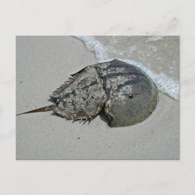 Horseshoe Crab - hane Vykort (Framsida)