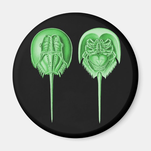 Horseshoe Crab Magnet (Framsidan)