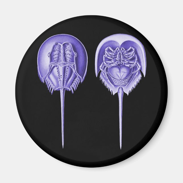 Horseshoe Crab Magnet (Framsidan)