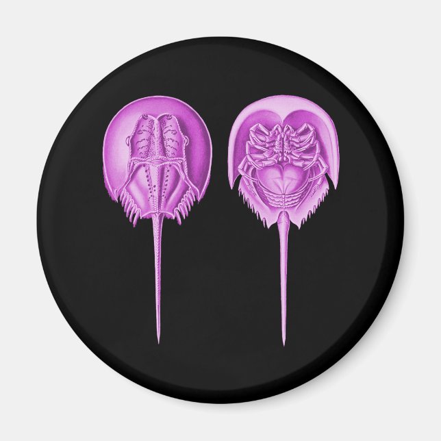 Horseshoe Crab Magnet (Framsidan)