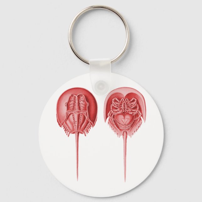 Horseshoe Crab Nyckelring (Framsida)