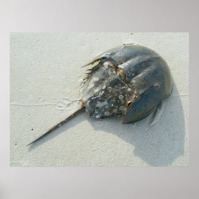 Horseshoe Crab Poster (Framsidan)