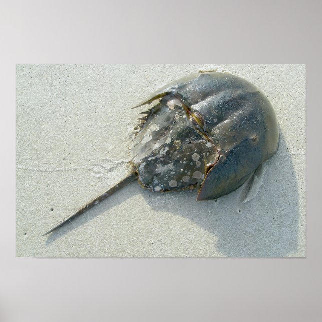 Horseshoe Crab Poster (Framsidan)
