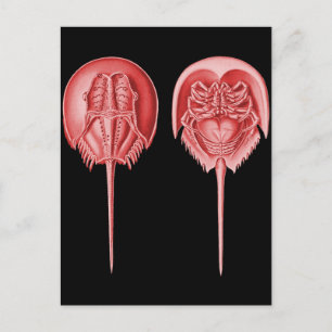 Horseshoe Crab Vykort