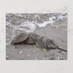 Horseshoe Crab Vykort