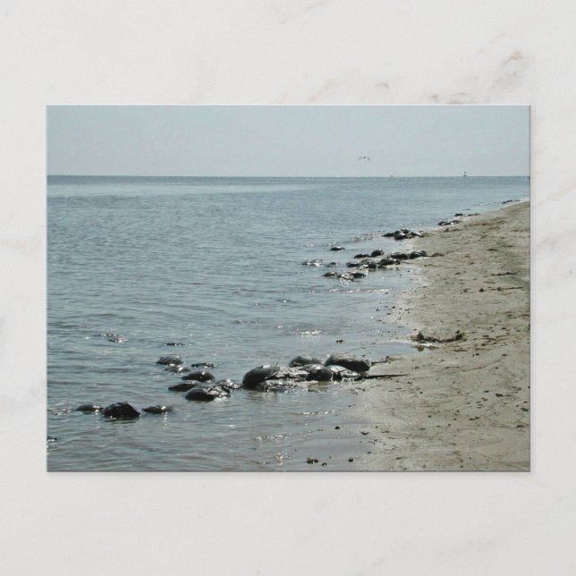 Horseshoe Crabs längs stranden Vykort (Framsida)