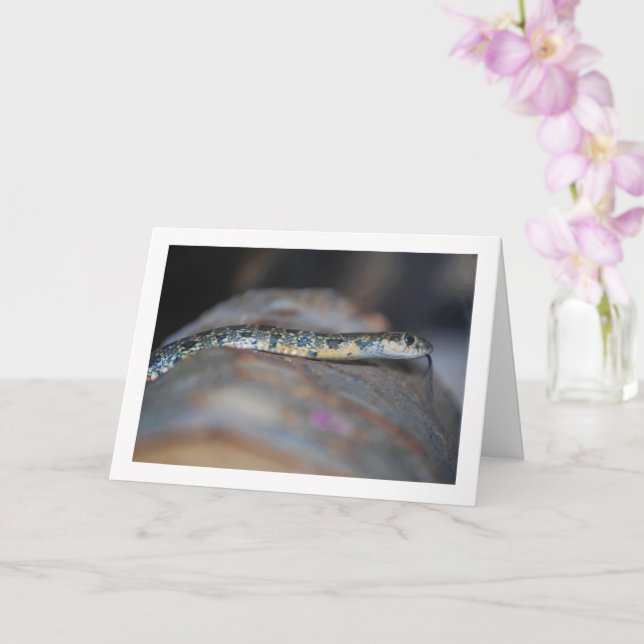 Horseshoe Whip Snake Kort (Orkide)