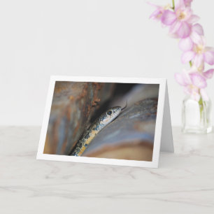 Horseshoe Whip Snake Kort