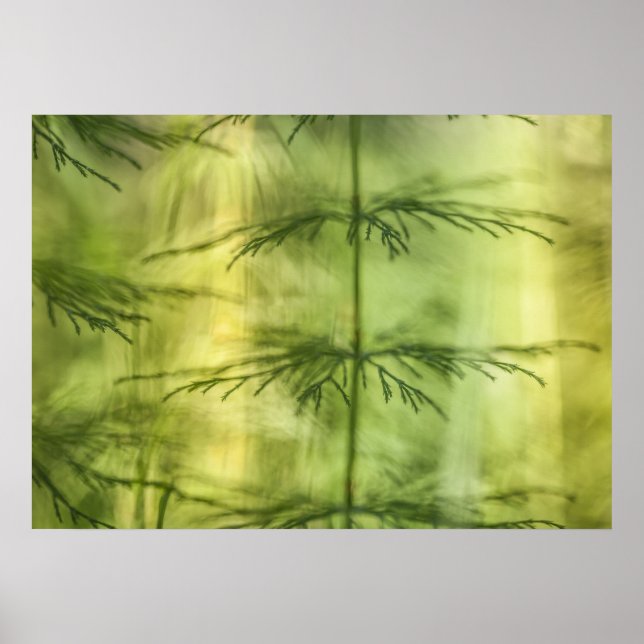 Horsetail Nature Photo Poster (Framsidan)