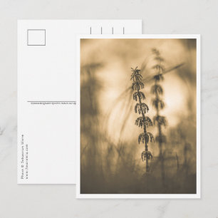 Horsetail Sepia Nature Photo Vykort