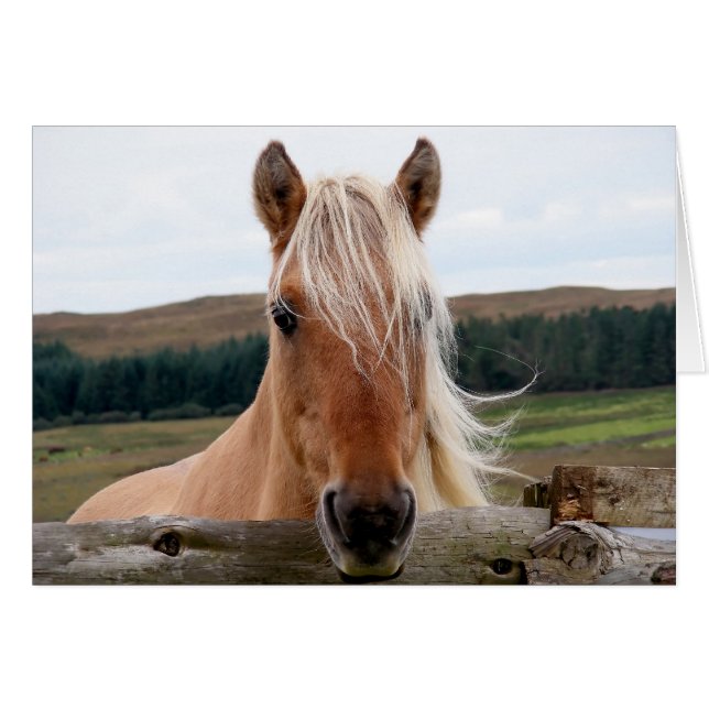 Horsie Hälsningskort (Framsidan Horizontal)