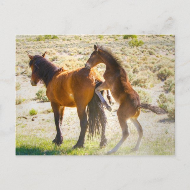 Horsing Around Vykort (Framsida)