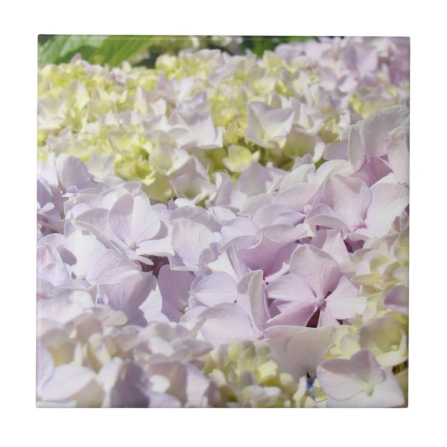 Hortensia blomblad kakel dekorativ konst (Framsidan)