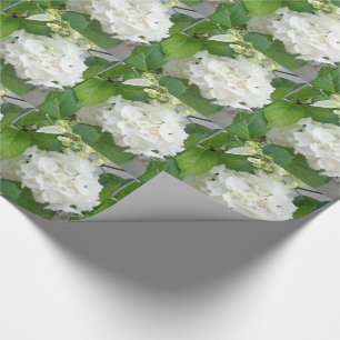 Hortensia Blomma Grön Vit Natur Trädgård Växter Presentpapper