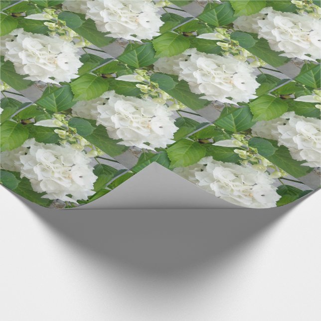 Hortensia Blomma Grön Vit Natur Trädgård Växter Presentpapper (Hörn)